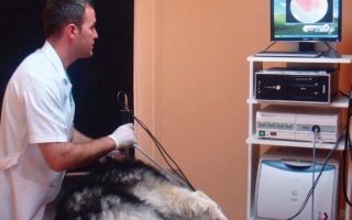 /projeler/sahipsiz-hayvanlar-dogal-yasam-merkezi-24/sahipsiz-hayvan-barinak-5.jpg